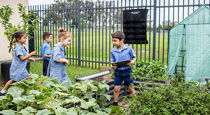 Holy Family Catholic Primary Luddenham Vegetable Garden